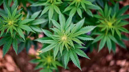 Die Bundesregierung plant die Legalisierung von Cannabis. 