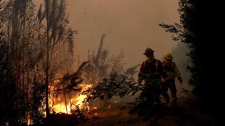 04.02.2023, Chile, Puren: Feuerwehrleute bekämpfen die Flammen von Waldbränden in der Nähe von Puren. In Süd- und Zentralchile breiten sich Waldbrände aus, die in einigen Regionen Evakuierungen und die Ausrufung des Notstands zur Folge haben. Foto: Matias Delacroix/AP/dpa +++ dpa-Bildfunk +++