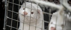 H5N1 auf Nerzfarm in Spanien: Hat sich die Vogelgrippe so verändert, dass sie auch unter Säugetieren kursieren kann?