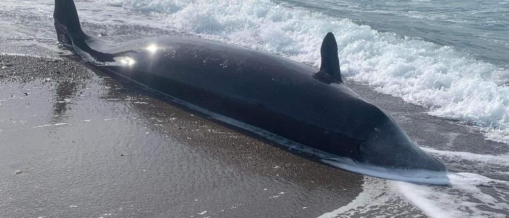 Ein Walkadaver am Strand von Nordzypern. 