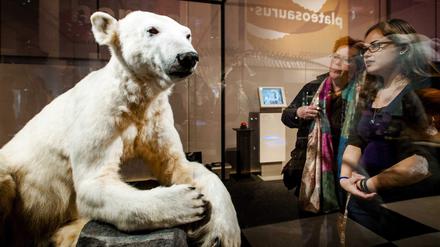 Letzter Auftritt. Der ausgestopfte Eisbär Knut, hier im Museum im niederländischen Leiden. 