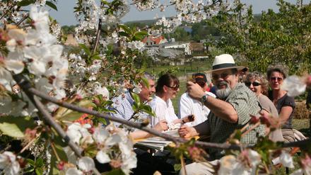 Zwischen blühenden Obstbäumen sitzen Besucher des 130. Werderaner Baumblütenfestes an einem Tisch in einem der vielen geöffneten Privatgärten.
