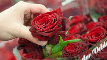 Rosen stehen auch am Valentinstag 2023 hoch im Kurs, wie hier auf dem Blumengroßmarkt in Stuttgart (Archivbild von 2010)