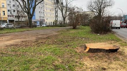 Friedrichshain-Kreuzberg will bald mehr Bäume pflanzen und testet dafür ein neues Vorgehen zur Auswahl der Standorte. Auf dem Mittelstreifen der Yorckstraße ist noch Platz - noch im Frühjahr soll es dort losgehen. 