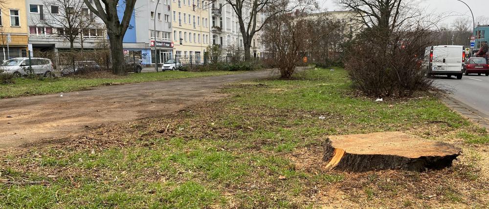 Friedrichshain-Kreuzberg will bald mehr Bäume pflanzen und testet dafür ein neues Vorgehen zur Auswahl der Standorte. Auf dem Mittelstreifen der Yorckstraße ist noch Platz - noch im Frühjahr soll es dort losgehen.