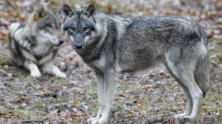 Wölfe sind in einem Gehege des Wildparks Schorfheide zu sehen. Brandenburg bringt auf der Umweltministerkonferenz einen Vorschlag ein, der für mehr finanzielle Unterstützung für Schäfer beim Schutz ihrer Herden vor dem Wolf sorgen soll. 