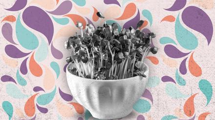 Neu in Berlin – Microgreens