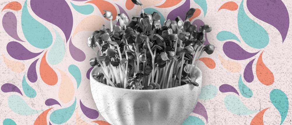 Neu in Berlin – Microgreens