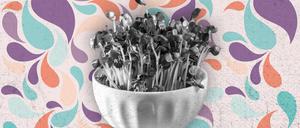 Neu in Berlin – Microgreens