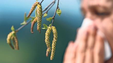 Die Belastung mit Birkenpollen hat zuletzt zugenommen. Der Pollenflug beginnt oft schon im März.