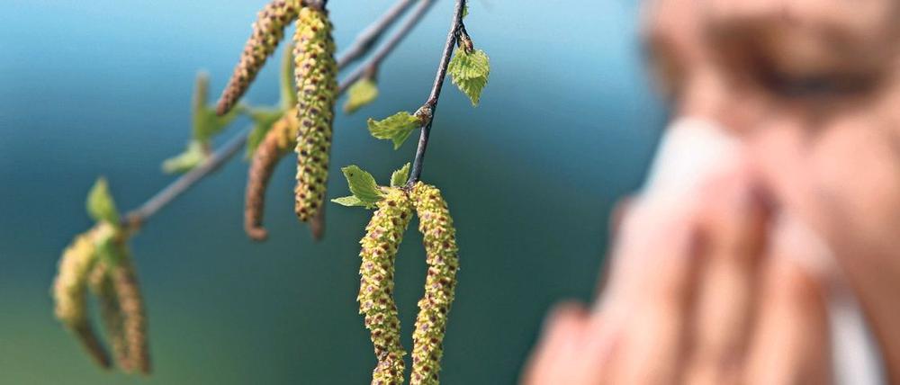 Die Belastung mit Birkenpollen hat zuletzt zugenommen. Der Pollenflug beginnt oft schon im März.