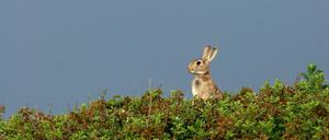 Europaeisches Wildkaninchen (Oryctolagus cuniculus), schaut aus der Deckung, Niederlande European rabbit (Oryctolagus cuniculus), peering out of coverage, Netherlands BLWS541621 Copyright: xblickwinkel/AGAMI/M.xvanxDuijnx