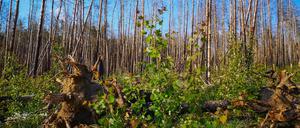 Blick in den Forschungswald in Treuenbrietzen mit jungen neuen Bäumen zwischen verbrannten Kiefern.