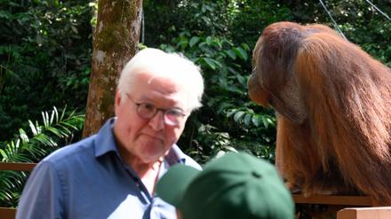 Bundespräsident Frank-Walter Steinmeier geht beim Besuch der Orang-Utan-Aufzuchtstation im Semenggoh Wildlife Centre an einem großen Orang-Utan vorbei.