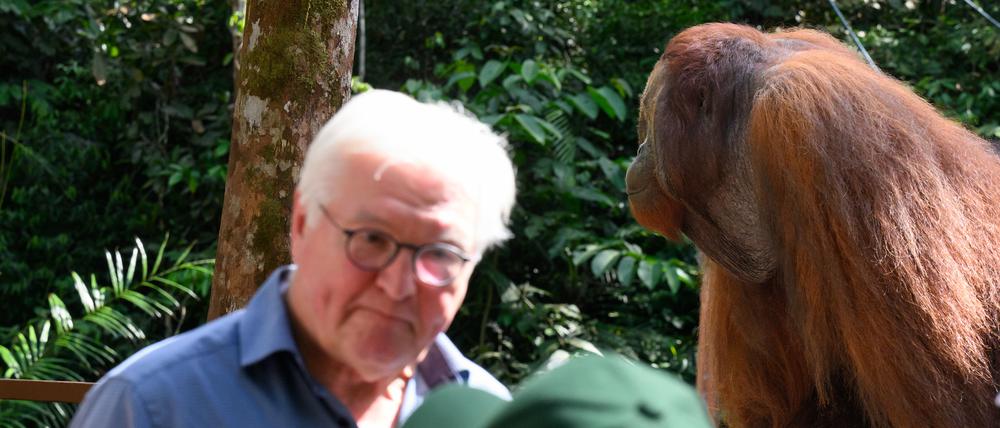 Bundespräsident Frank-Walter Steinmeier geht beim Besuch der Orang-Utan-Aufzuchtstation im Semenggoh Wildlife Centre an einem großen Orang-Utan vorbei.