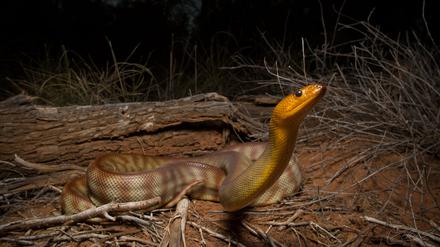 Schlangen sind auch ohne sichtbare Ohren alles andere als taub. Das Bild zeigt eine Woma-Python in Australien. 