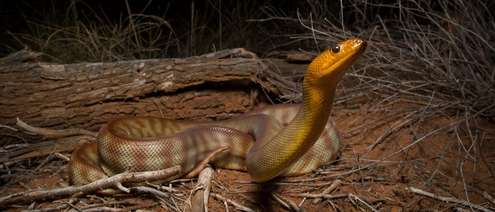 Schlangen sind auch ohne sichtbare Ohren alles andere als taub. Das Bild zeigt eine Woma-Python in Australien.