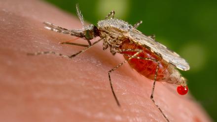 Im Norden Kenias wurden Stechmücken der ursprünglich in Südasien beheimateten Art „Anopheles stephensi“ entdeckt.
