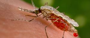 Im Norden Kenias wurden Stechmücken der ursprünglich in Südasien beheimateten Art „Anopheles stephensi“ entdeckt.