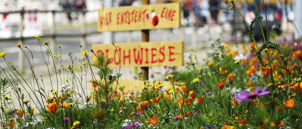 Blühwiese: bald auch für die HWR.