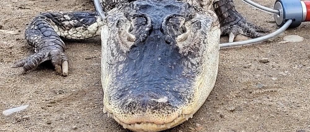Der in einem Park gefangene Alligator.
