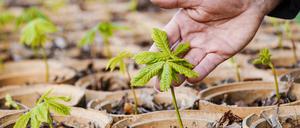 Ein Mann hält im Schlossgarten des Schwetzinger Schlosses eine junge, in einer Tonröhre eingepflanzte Rosskastanie in der Hand. Seit langer, langer Zeit erfreuen sich Generationen von Menschen am Schwetzinger Schlosspark. Doch das Gesamtkunstwerk aus dem 18. Jahrhundert ist in Gefahr. Der Klimawandel macht vor den alten Baumriesen nicht Halt. (zu dpa "Hoffnung aus Polen und Spanien für Schwetzinger Schlossgarten") +++ dpa-Bildfunk +++