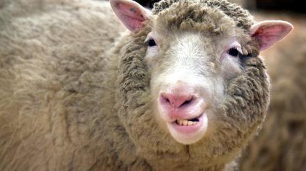 Das Klonschaf Dolly im Roslin-Institut bei Edinburgh.