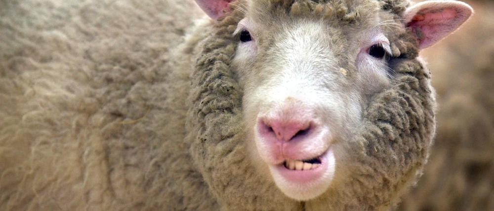 Das Klonschaf Dolly im Roslin-Institut bei Edinburgh.