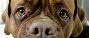 Mit scheinbar traurigem Blick blickt die Bordeaux-Doggen-Hündin Olga in Nürnberg anlässlich eines Pressetermins zu der Internationalen Rassehunde-Ausstellung CABIB in die Kamera (Foto vom 11.01.2005).