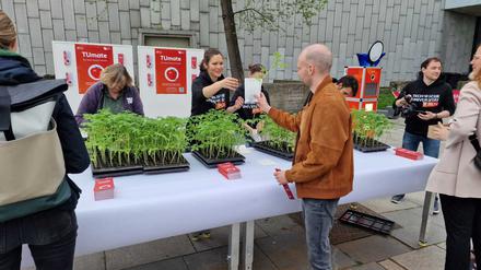Im vergangenen Jahr züchtete die TU Tomaten und verteilte sie an Interessierte – mit großem Erfolg.