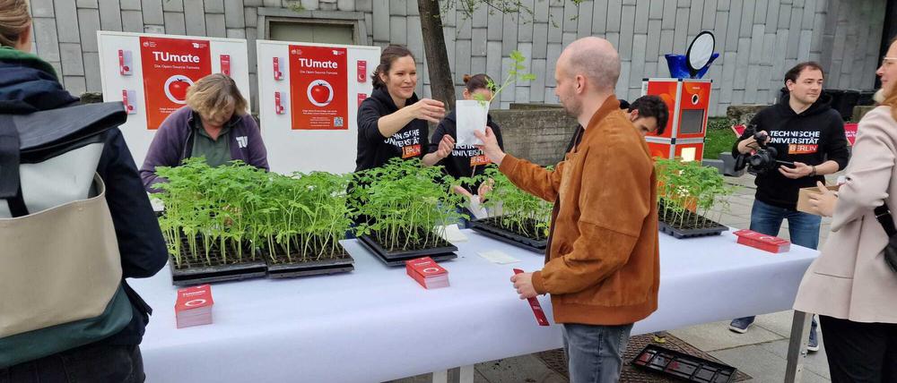 Im vergangenen Jahr züchtete die TU Tomaten und verteilte sie an Interessierte – mit großem Erfolg.