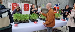 Im vergangenen Jahr züchtete die TU Tomaten und verteilte sie an Interessierte – mit großem Erfolg.