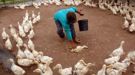 Gesundheitskontrolle  – kambodschanischer Bauer mit seinen Enten in der Provinz Phnom Penh.