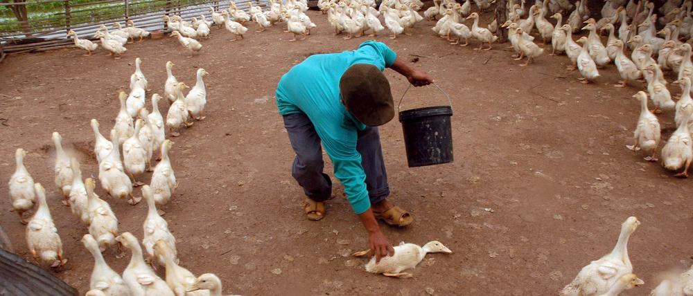 Gesundheitskontrolle – kambodschanischer Bauer mit seinen Enten in der Provinz Phnom Penh.