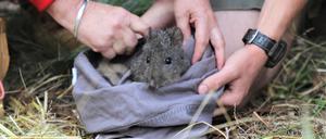 20 seltene Langschnauzen-Kaninchenkängurus wurden in Australien im Rahmen eines Zuchtprogramms ausgewildert.