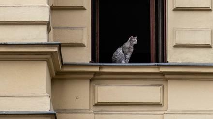 Eine Katze sitzt auf einem Fensterbrett und beobachtet das Geschehen auf der Straße. 