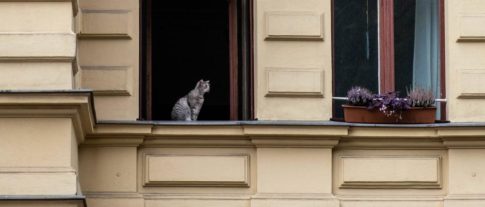Eine Katze sitzt auf einem Fensterbrett und beobachtet das Geschehen auf der Straße.