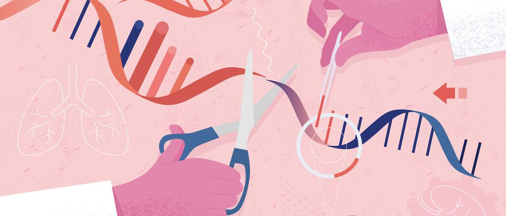 Mit dem CRISPR-Verfahren lassen sich defekte Gene herausschneiden und diese durch andere ersetzen.