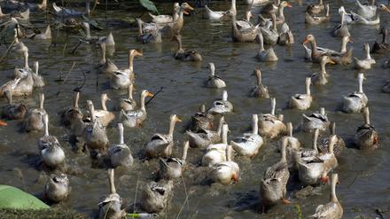 Enten schwimmen in einem Teich auf einer Farm im Dorf Snoa außerhalb von Phnom Penh, Kambodscha. 