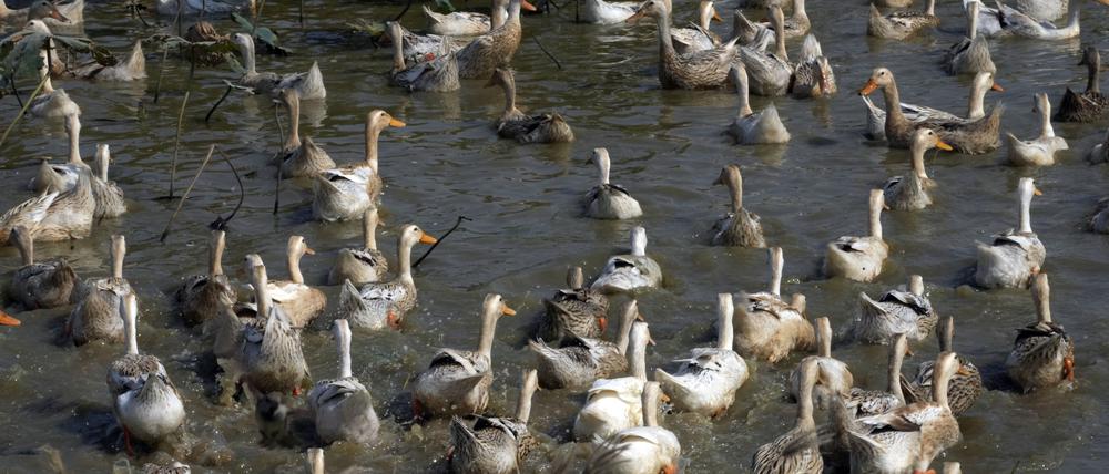 Enten schwimmen in einem Teich auf einer Farm im Dorf Snoa außerhalb von Phnom Penh, Kambodscha. 