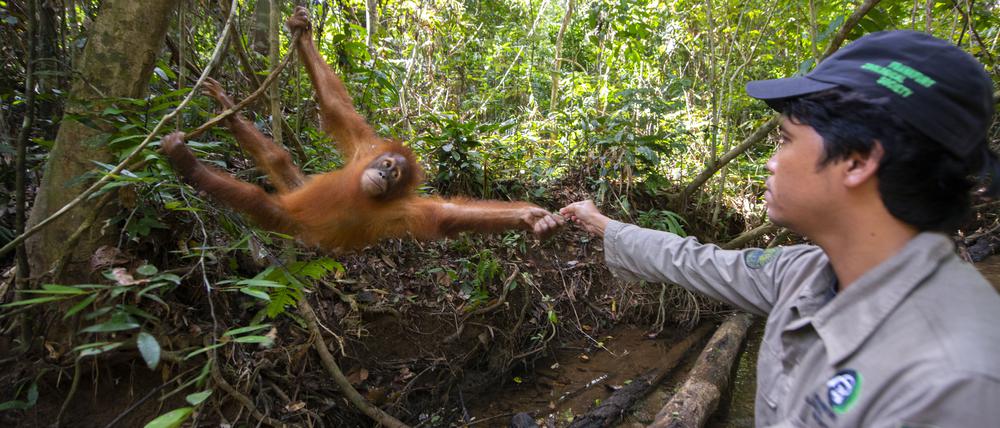 Am Anfang gibt es noch etwas Futter, aber die in Bukit Tiga Puluh freigelassenen Orang-Utans können sich ihr Essen auch schon selbst finden.