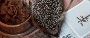 Mit Altpapier und Pappe lassen sich prima Kleintier-Behausungen basteln.