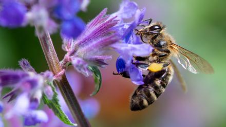 Eine Biene sucht auf der Blüte von einer Katzenminze nach Pollen. +++ dpa-Bildfunk +++