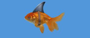 Goldfisch als Hair, Imposter, Fake