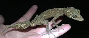 Die neue Geckoart Phyllurus fimbriatus ist auf der Insel Scawfell Island entdeckt worden.