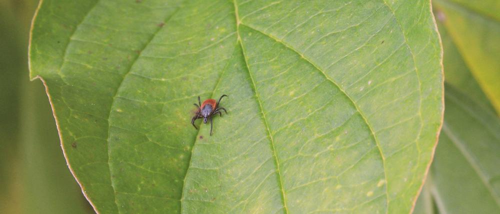 Zecken können gefährliche Krankheitserreger übertragen, allen voran FSME-Viren und Borrelien.