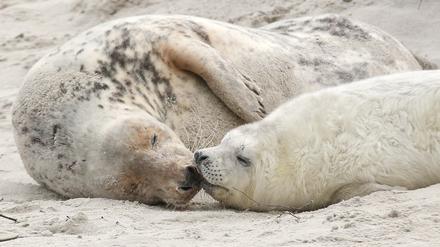 Eine junge Kegelrobbe und das Muttertier liegen am Strand der Düne vor der Hochseeinsel Helgoland. 