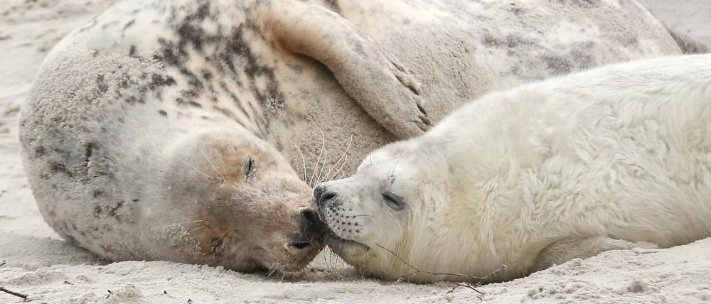 Eine junge Kegelrobbe und das Muttertier liegen am Strand der Düne vor der Hochseeinsel Helgoland.