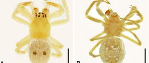 Australische Spinnenforscher haben die schwedische Kultband Abba im Namen einer Gruppe von Kugelweberspinnen verewigt.