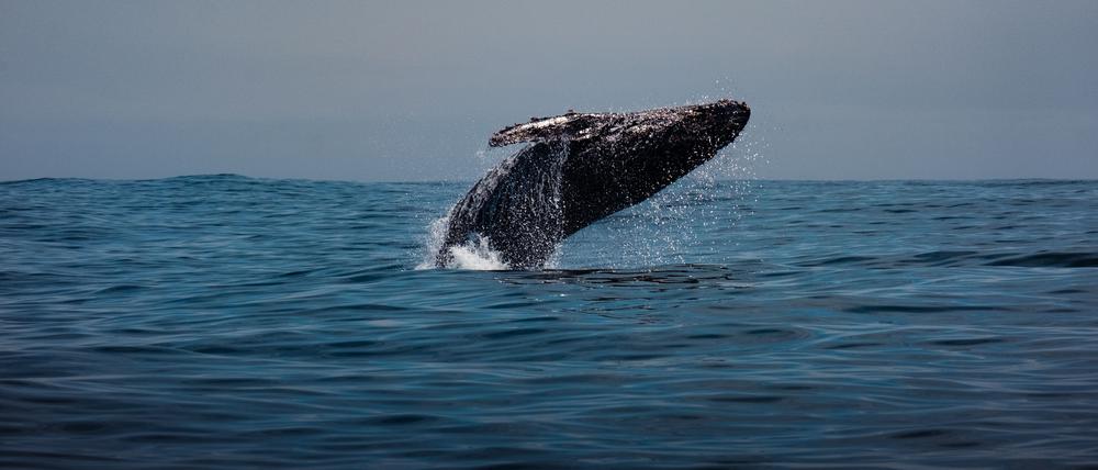 Das Abkommen soll die biologische Vielfalt auf Hoher See unter international verbindlichen Schutz stellen.